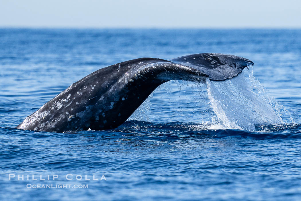 Gray Whale Raising Fluke Before Diving, San Diego, on southern migration to calving lagoons in Baja., Eschrichtius robustus, natural history stock photograph, photo id 41527