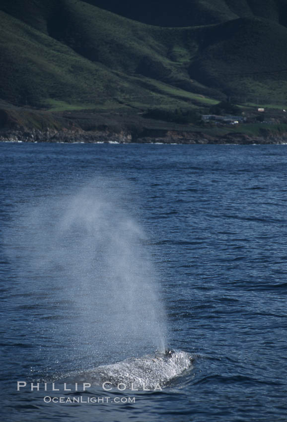 Gray whale, blowing at surface. Big Sur, California, USA, Eschrichtius robustus, natural history stock photograph, photo id 05774