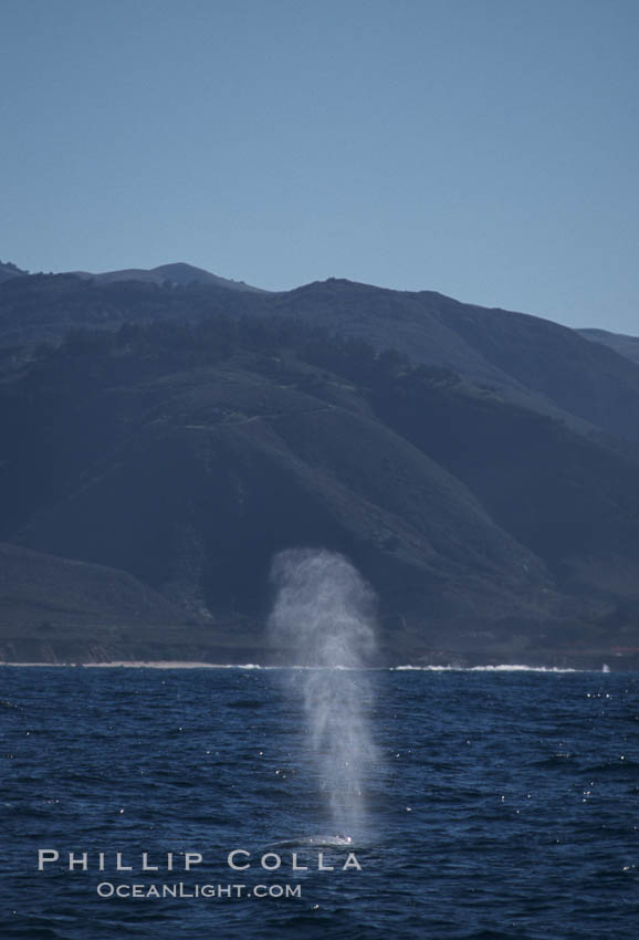 Gray whale, blowing at surface. Big Sur, California, USA, Eschrichtius robustus, natural history stock photograph, photo id 05776