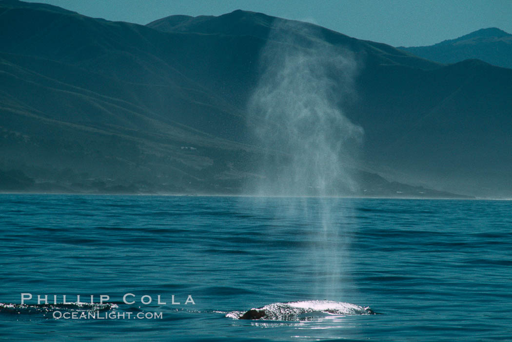 Gray whale, blow. Big Sur, California, USA, Eschrichtius robustus, natural history stock photograph, photo id 01171