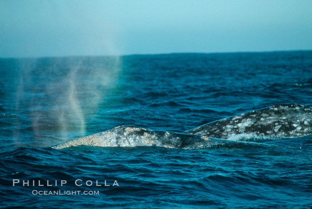 Gray whale, rainbow blow. Monterey, California, USA, Eschrichtius robustus, natural history stock photograph, photo id 01179