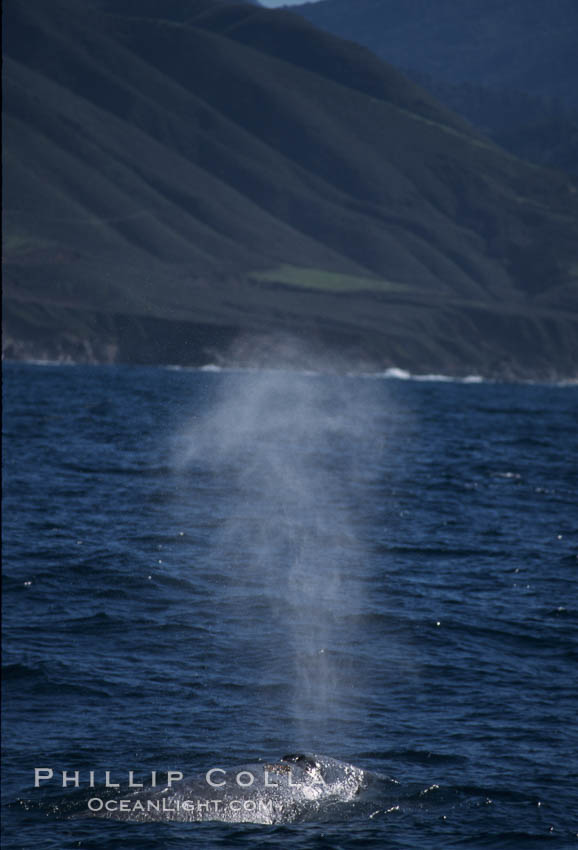 Gray whale, blowing at surface. Big Sur, California, USA, Eschrichtius robustus, natural history stock photograph, photo id 05775
