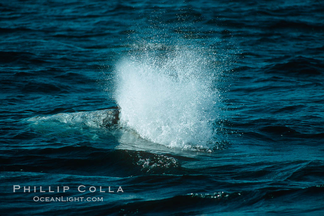 Gray whale, blow just beginning. Monterey, California, USA, Eschrichtius robustus, natural history stock photograph, photo id 01177