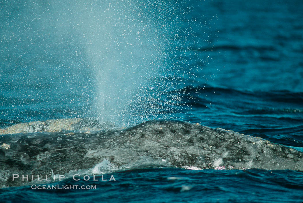 Gray whale, blow and characteristic skin mottling detail. Monterey, California, USA, Eschrichtius robustus, natural history stock photograph, photo id 01181