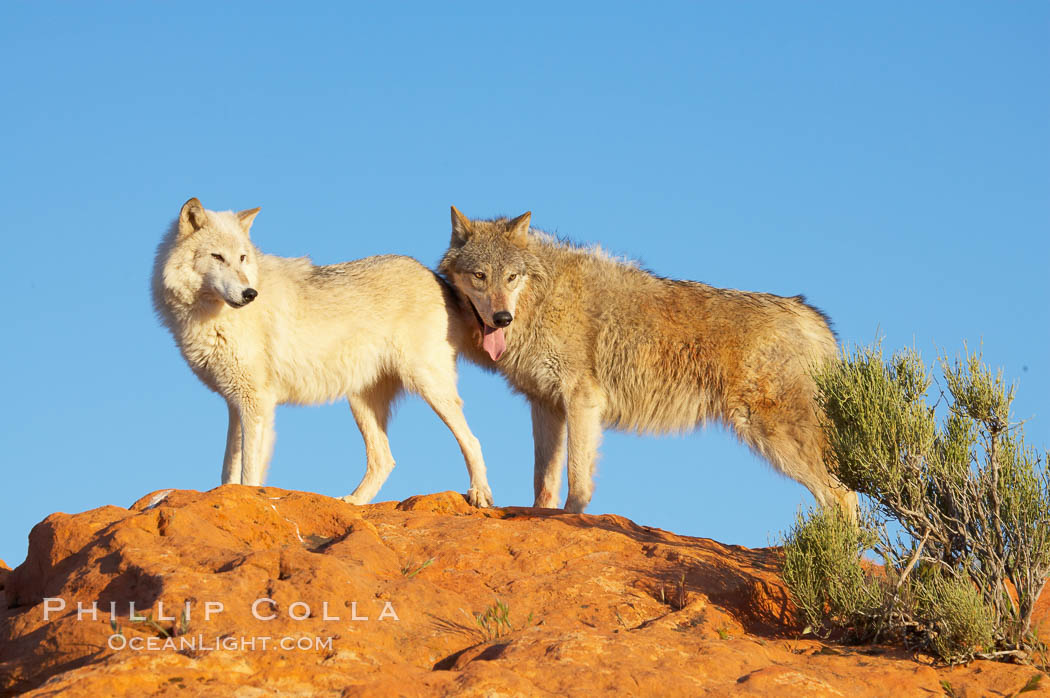 Gray wolf., Canis lupus, natural history stock photograph, photo id 12402