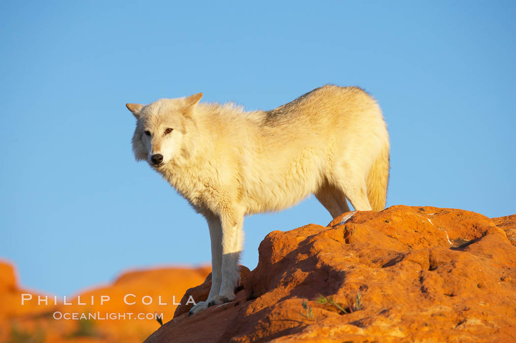 Gray wolf., Canis lupus, natural history stock photograph, photo id 12414