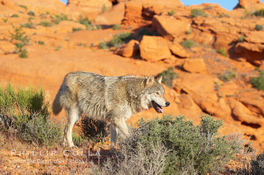 Gray wolf., Canis lupus, natural history stock photograph, photo id 12426