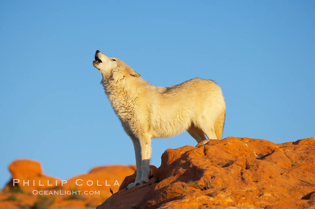 Gray wolf howling., Canis lupus, natural history stock photograph, photo id 12438
