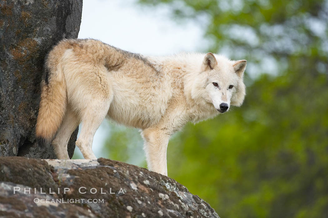 Gray wolf, Sierra Nevada foothills, Mariposa, California., Canis lupus, natural history stock photograph, photo id 16042