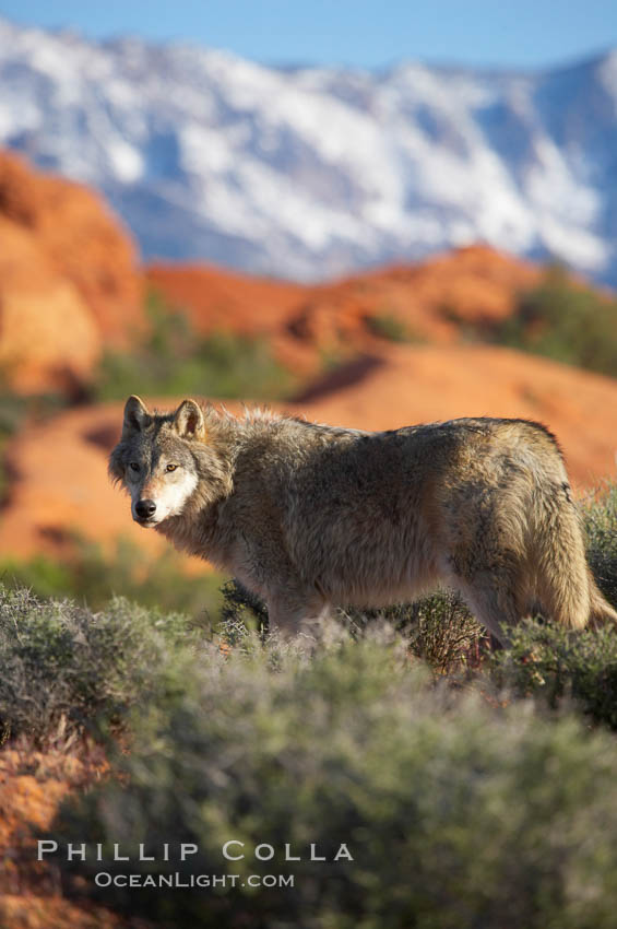 Gray wolf., Canis lupus, natural history stock photograph, photo id 12408