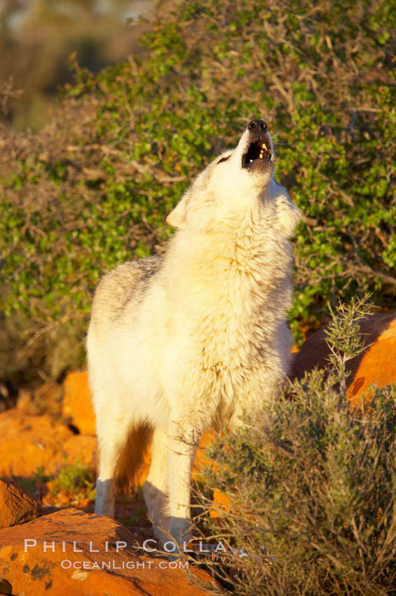 Gray wolf howling., Canis lupus, natural history stock photograph, photo id 12432