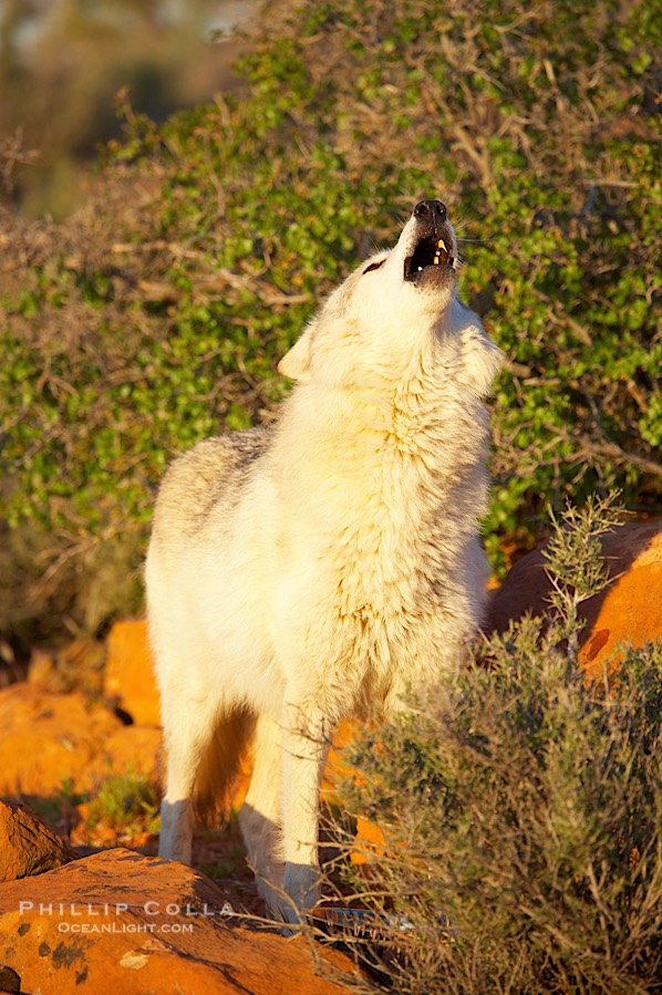 Gray wolf howling., Canis lupus, natural history stock photograph, photo id 12432