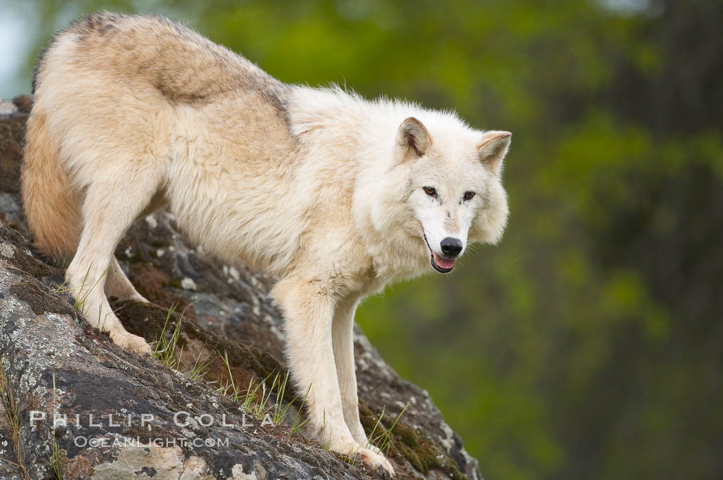 Gray wolf, Sierra Nevada foothills, Mariposa, California., Canis lupus, natural history stock photograph, photo id 16024