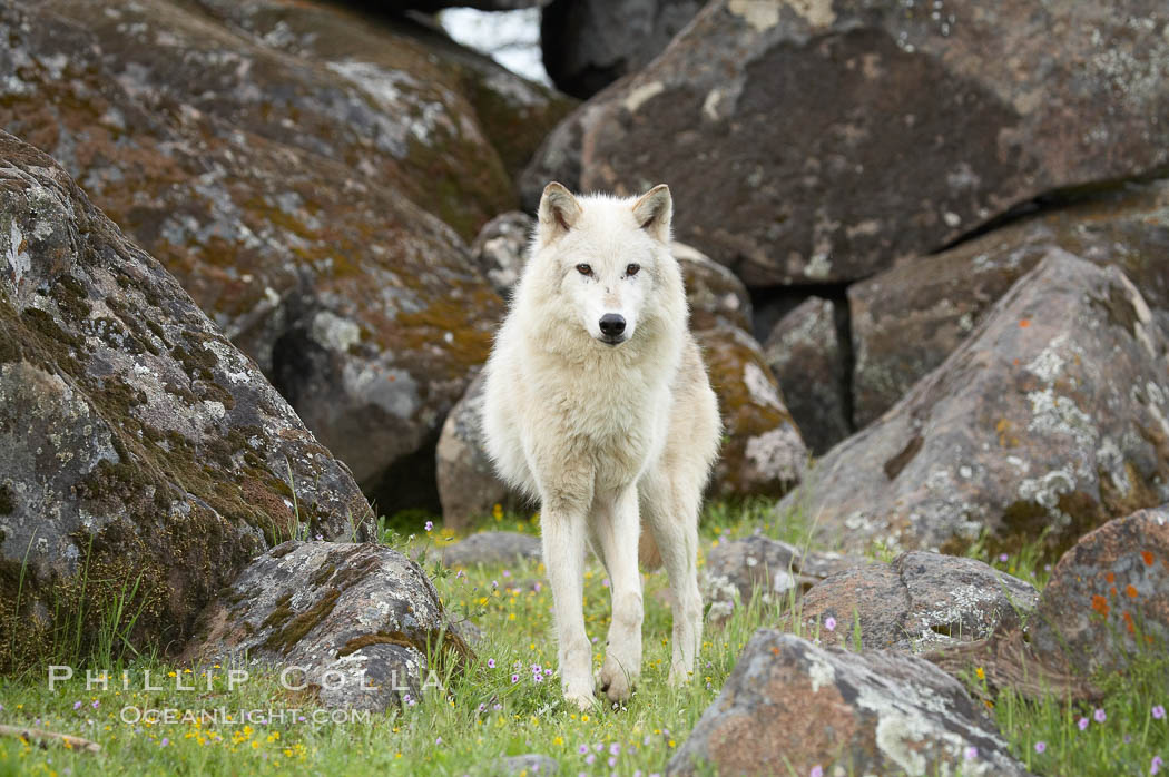Gray wolf, Sierra Nevada foothills, Mariposa, California., Canis lupus, natural history stock photograph, photo id 16036