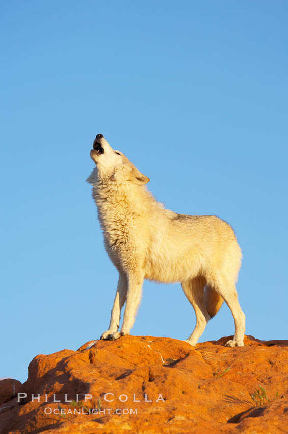 Gray wolf howling., Canis lupus, natural history stock photograph, photo id 12399