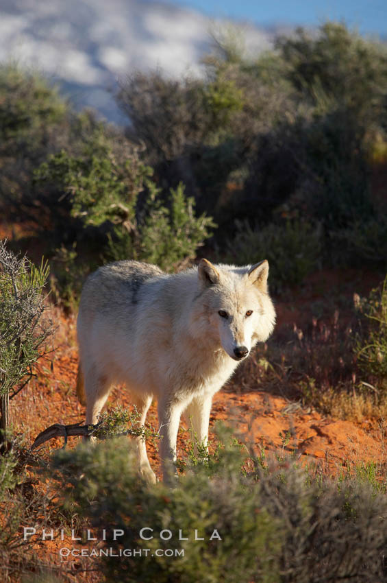 Gray wolf., Canis lupus, natural history stock photograph, photo id 12423