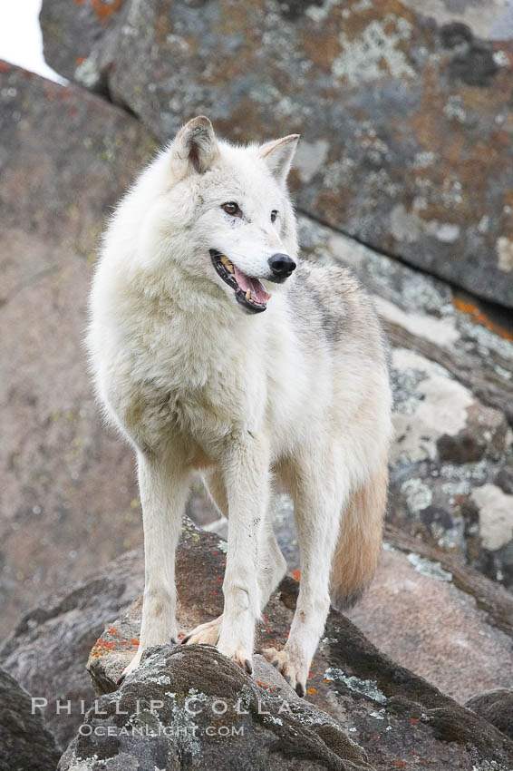 Gray wolf, Sierra Nevada foothills, Mariposa, California., Canis lupus, natural history stock photograph, photo id 16027