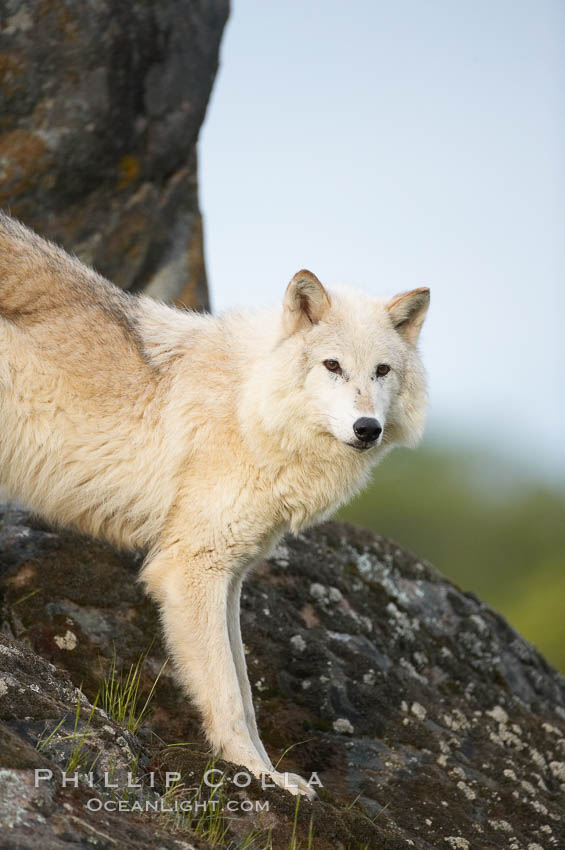 Gray wolf, Sierra Nevada foothills, Mariposa, California., Canis lupus, natural history stock photograph, photo id 16039