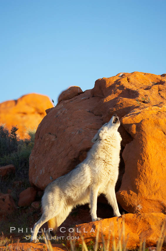 Gray wolf howling., Canis lupus, natural history stock photograph, photo id 12417