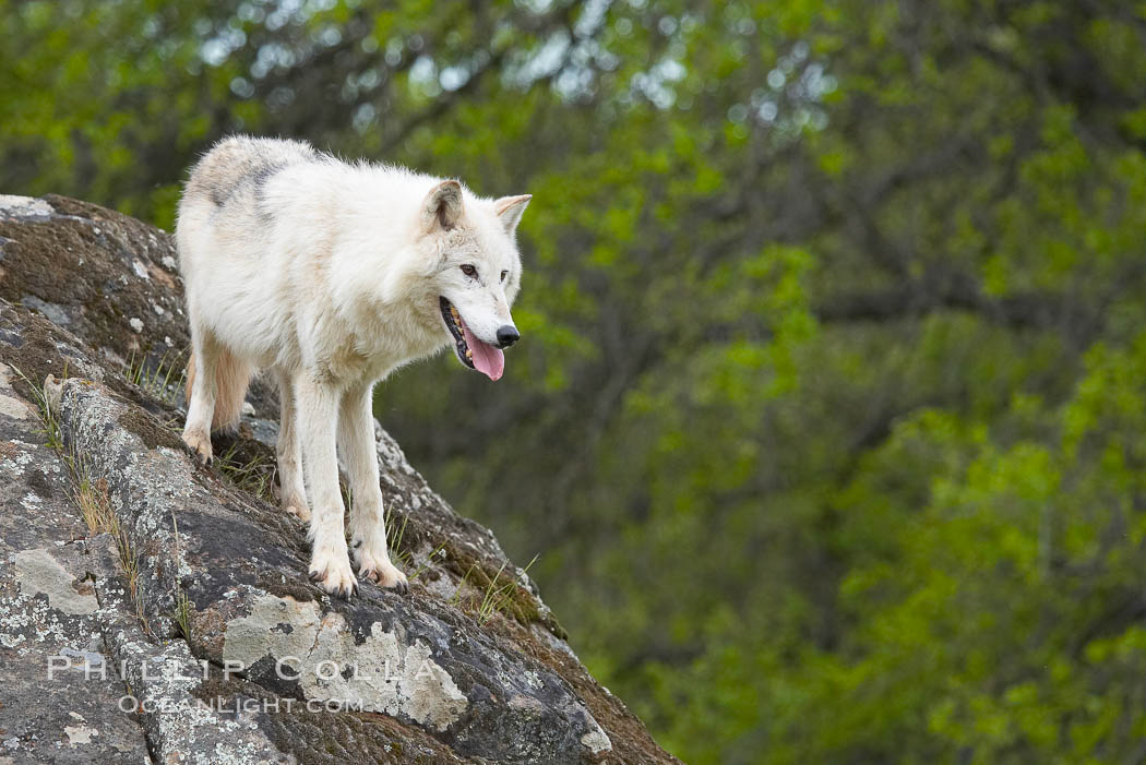 Gray wolf, Sierra Nevada foothills, Mariposa, California., Canis lupus, natural history stock photograph, photo id 16033