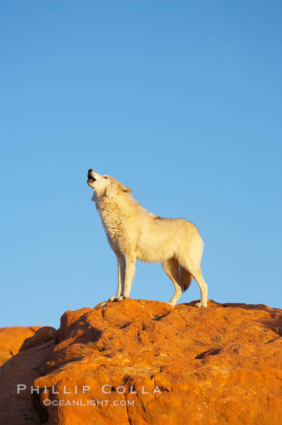 Gray wolf howling., Canis lupus, natural history stock photograph, photo id 12434