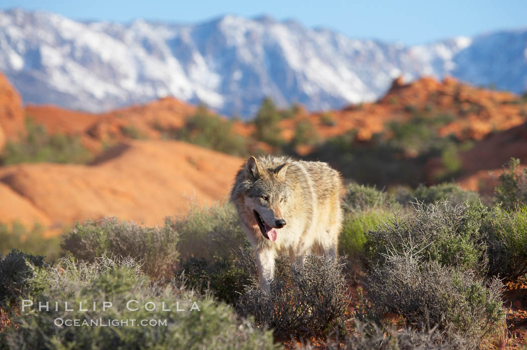 Gray wolf., Canis lupus, natural history stock photograph, photo id 12446