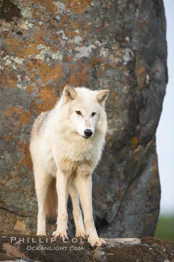 Gray wolf, Sierra Nevada foothills, Mariposa, California., Canis lupus, natural history stock photograph, photo id 16038