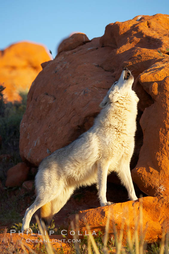 Gray wolf howling., Canis lupus, natural history stock photograph, photo id 12416