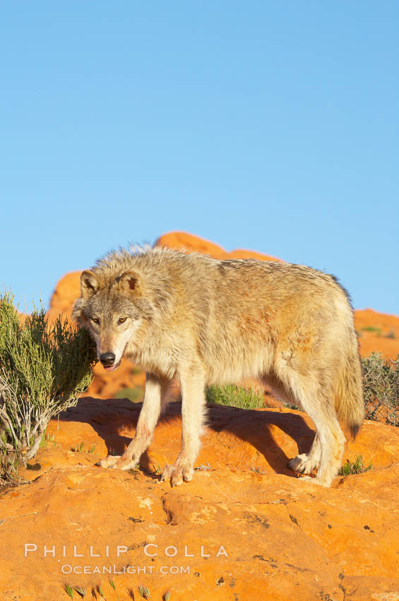 Gray wolf., Canis lupus, natural history stock photograph, photo id 12440