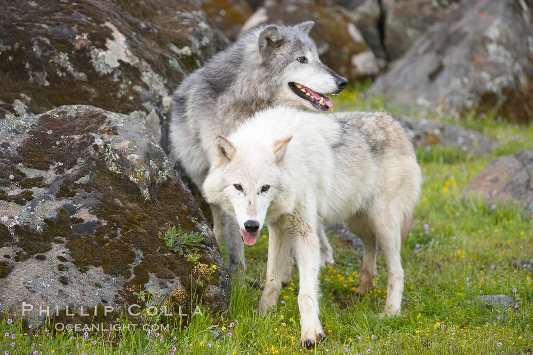 Gray wolf, Sierra Nevada foothills, Mariposa, California., Canis lupus, natural history stock photograph, photo id 16044