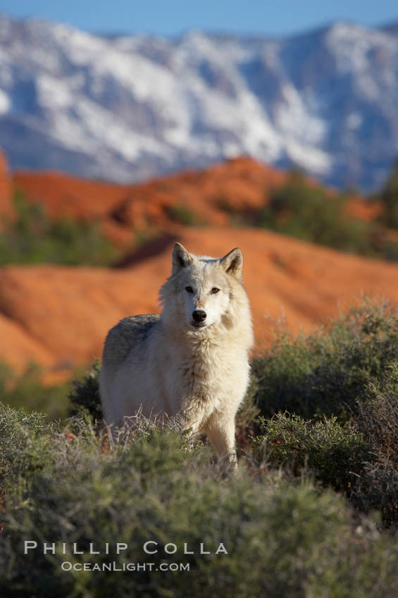 Gray wolf., Canis lupus, natural history stock photograph, photo id 12407