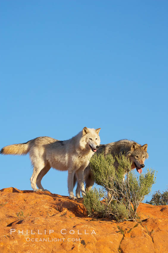 Gray wolf., Canis lupus, natural history stock photograph, photo id 12419