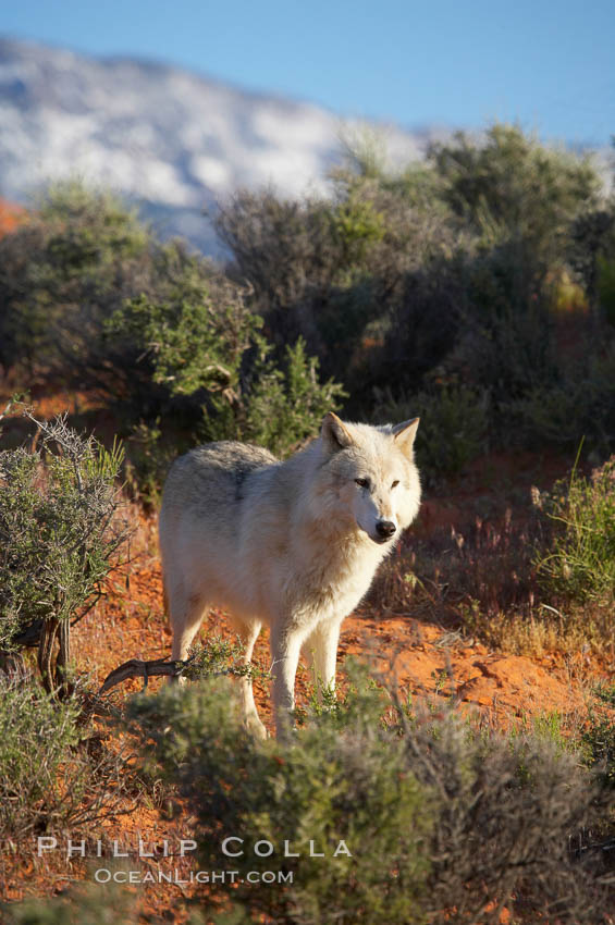 Gray wolf., Canis lupus, natural history stock photograph, photo id 12443