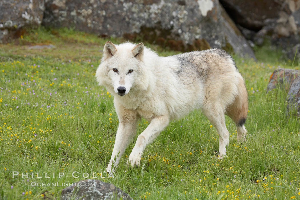 Gray wolf, Sierra Nevada foothills, Mariposa, California., Canis lupus, natural history stock photograph, photo id 16035