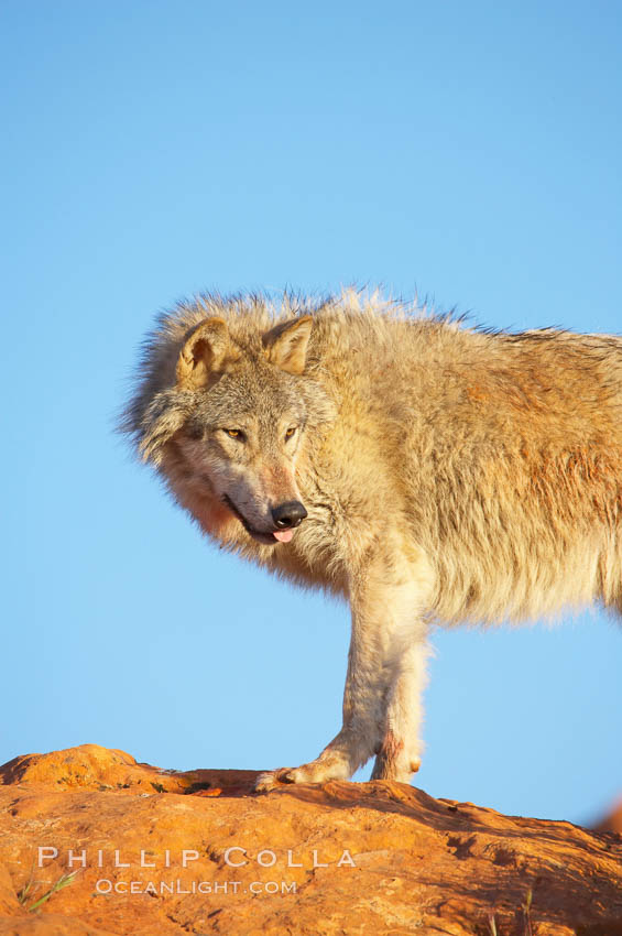 Gray wolf., Canis lupus, natural history stock photograph, photo id 12401