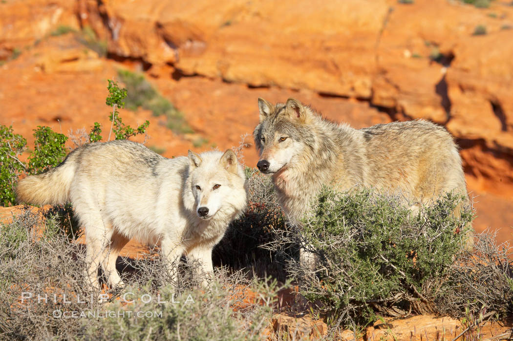 Gray wolf., Canis lupus, natural history stock photograph, photo id 12413