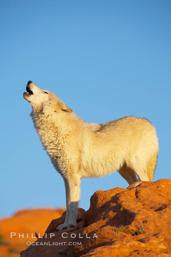 Gray wolf howling., Canis lupus, natural history stock photograph, photo id 12437