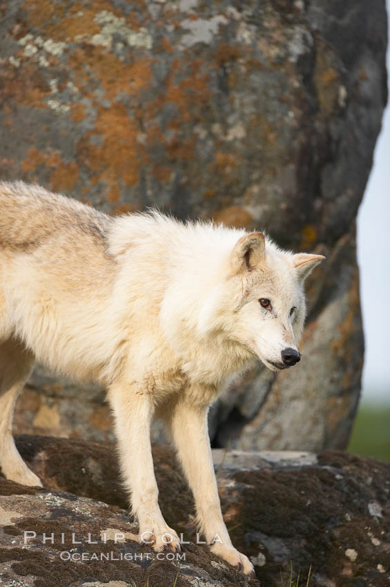Gray wolf, Sierra Nevada foothills, Mariposa, California., Canis lupus, natural history stock photograph, photo id 16029
