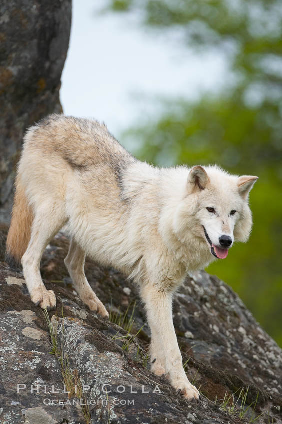Gray wolf, Sierra Nevada foothills, Mariposa, California., Canis lupus, natural history stock photograph, photo id 16041