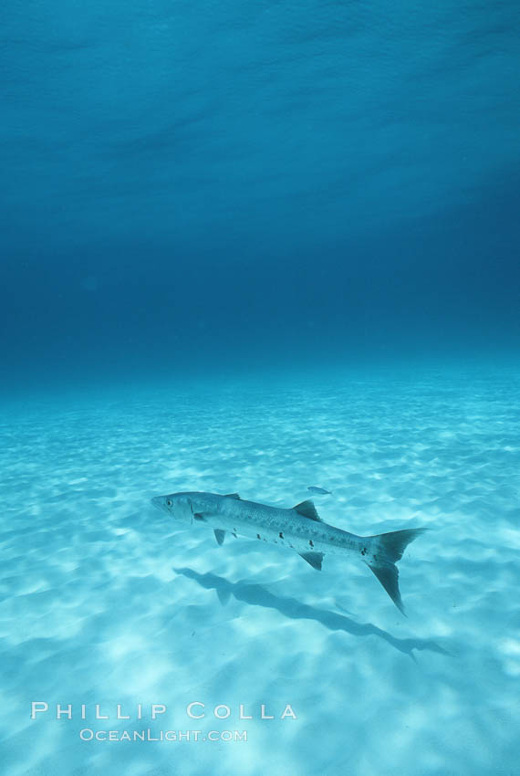 Great barracuda. Bahamas, Sphyraena barracuda, natural history stock photograph, photo id 05213