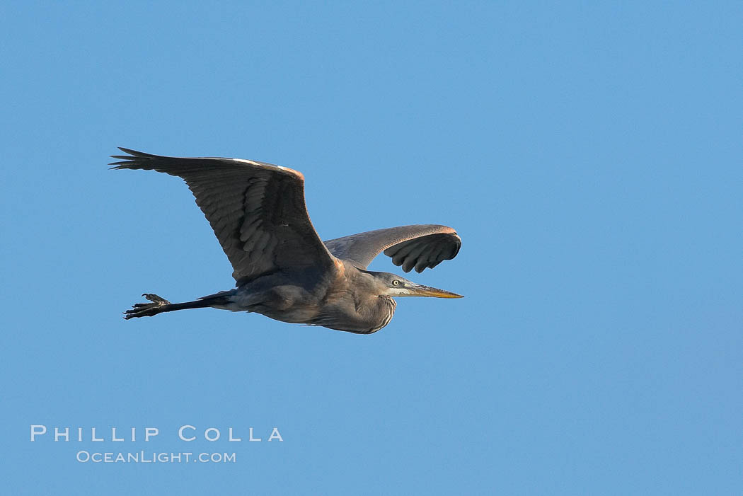 Great blue heron. La Jolla, California, USA, Ardea herodias, natural history stock photograph, photo id 15566
