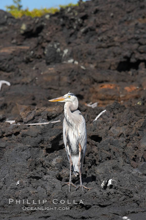 Great blue heron on lava rocks at oceans edge, Punta Albemarle. Isabella Island, Galapagos Islands, Ecuador, Ardea herodias, natural history stock photograph, photo id 16690