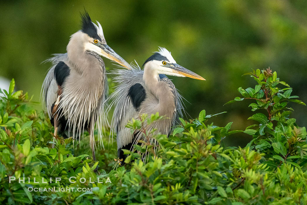 Great Blue Heron, Ardea herodias, Harley Davidson Rookery, Brandon, Florida