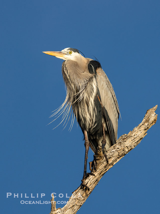 Great Blue Heron Perched in Tree. Bolsa Chica State Ecological Reserve, Huntington Beach, California, USA, Ardea herodias, natural history stock photograph, photo id 40030