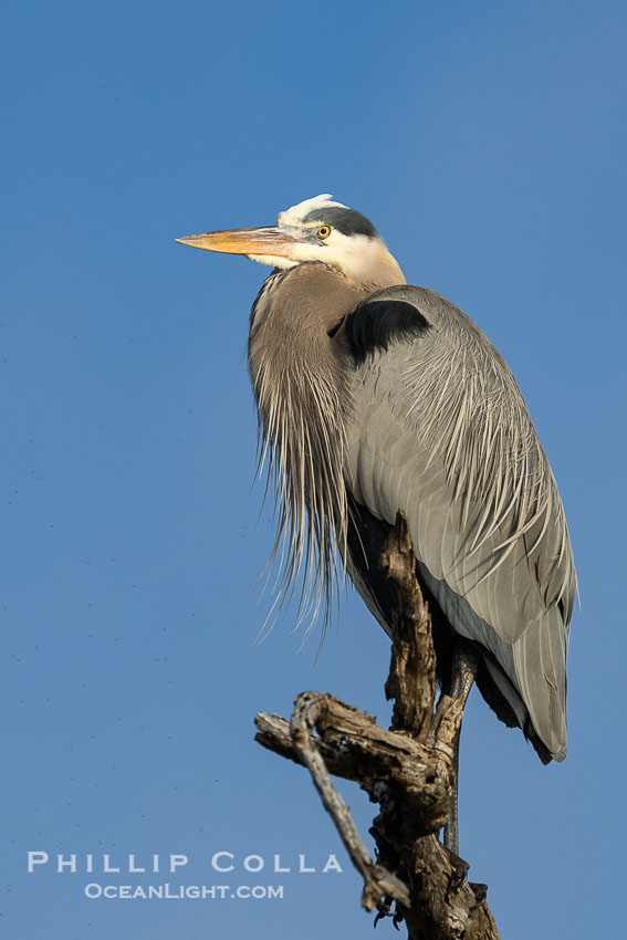 Great Blue Heron Perched in Tree. Bolsa Chica State Ecological Reserve, Huntington Beach, California, USA, Ardea herodias, natural history stock photograph, photo id 40031