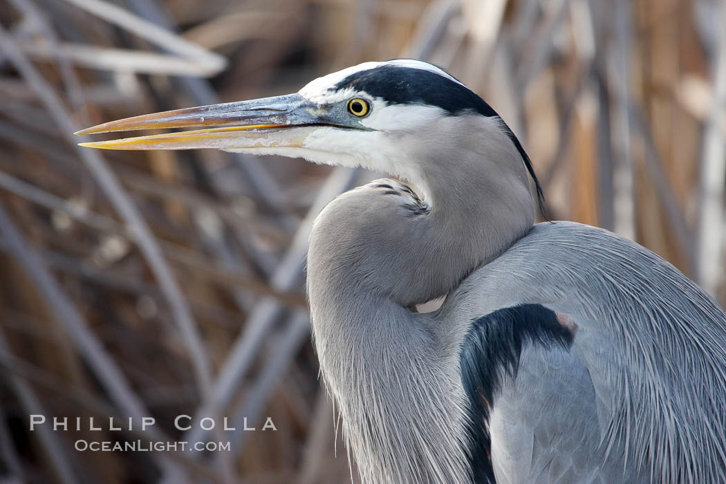 Great blue heron. Bosque del Apache National Wildlife Refuge, New Mexico, USA, Ardea herodias, natural history stock photograph, photo id 20003