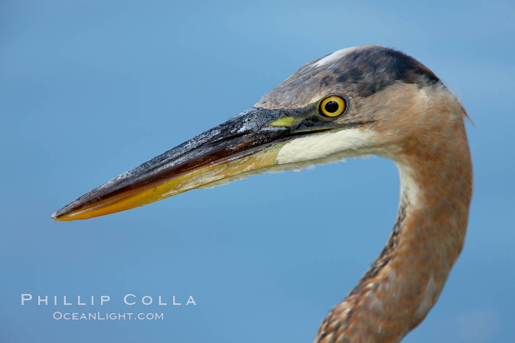 Great blue heron, head detail. Santee Lakes, California, USA, Ardea herodias, natural history stock photograph, photo id 23395