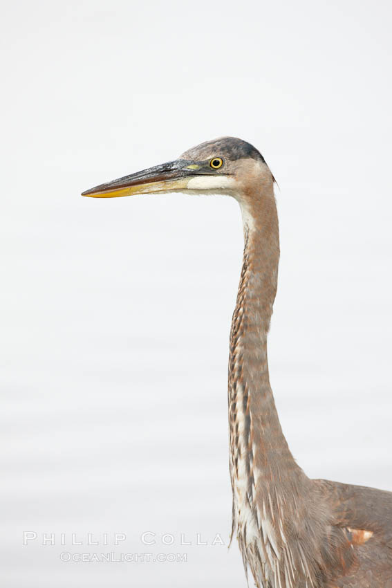 Great blue heron, head detail. Santee Lakes, California, USA, Ardea herodias, natural history stock photograph, photo id 23403