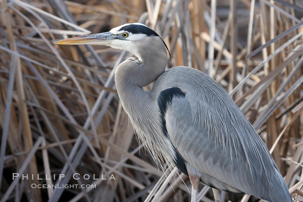 Great blue heron. Bosque del Apache National Wildlife Refuge, New Mexico, USA, natural history stock photograph, photo id 19997