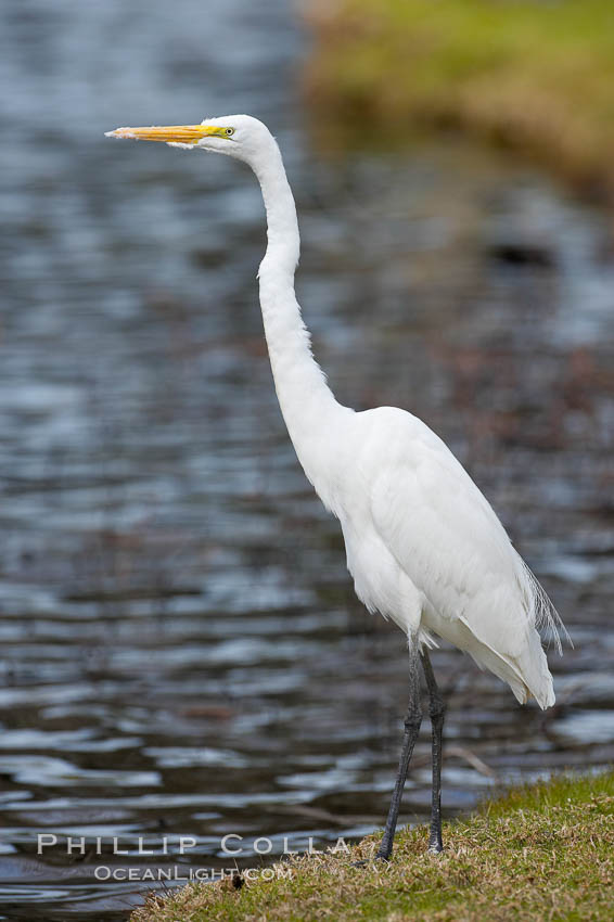 Great egret (white egret). Santee Lakes, California, USA, Ardea alba, natural history stock photograph, photo id 15658